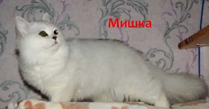 Нежные котята для души