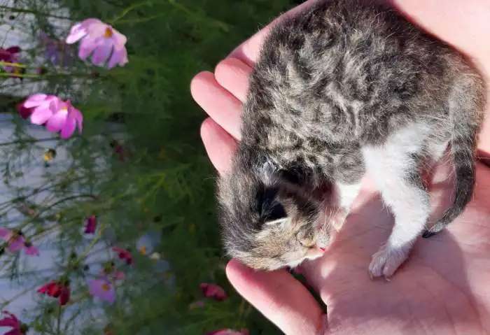 Кошка и её милые котята!