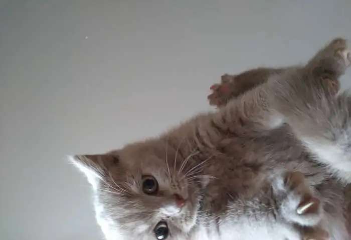 Котята от титулованных британцев