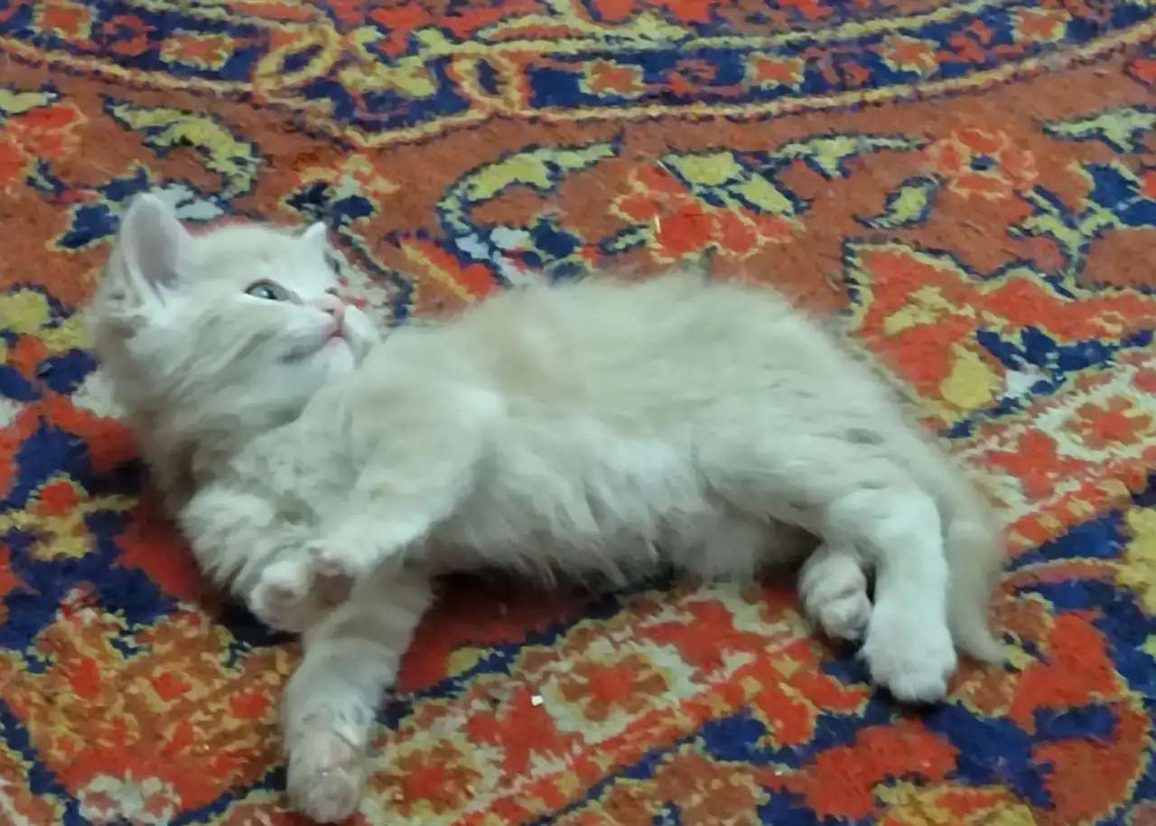 Отдам котят в хорошие руки