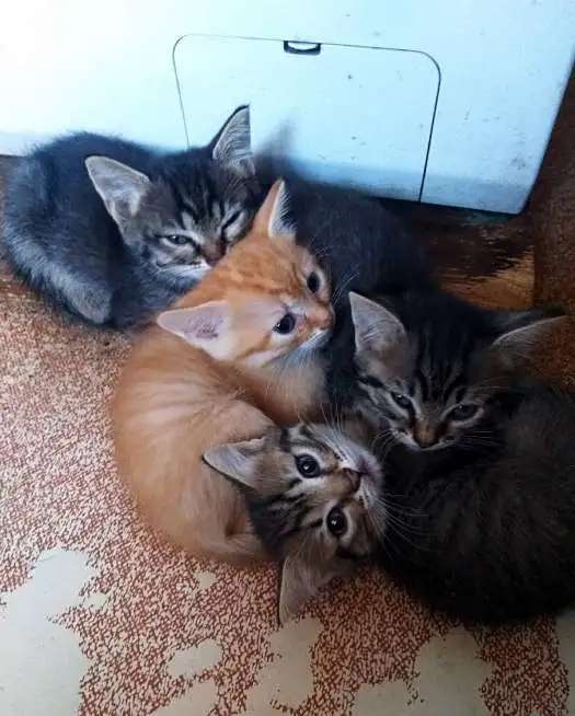 Отдадим славных котят в хорошие руки