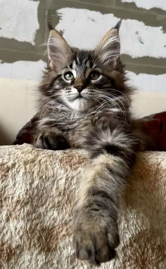 Котята породы мейн Кун в Иркутске