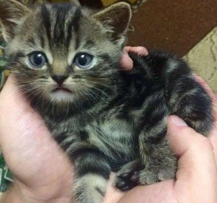 Шотландский котенок