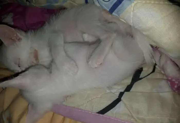 Бесплатно котята