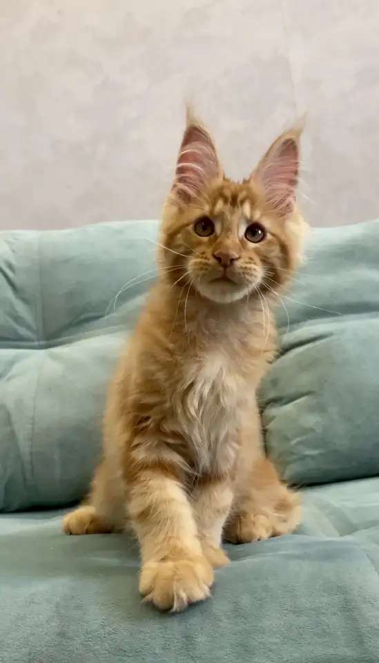 Солнечные котята мейн-кун