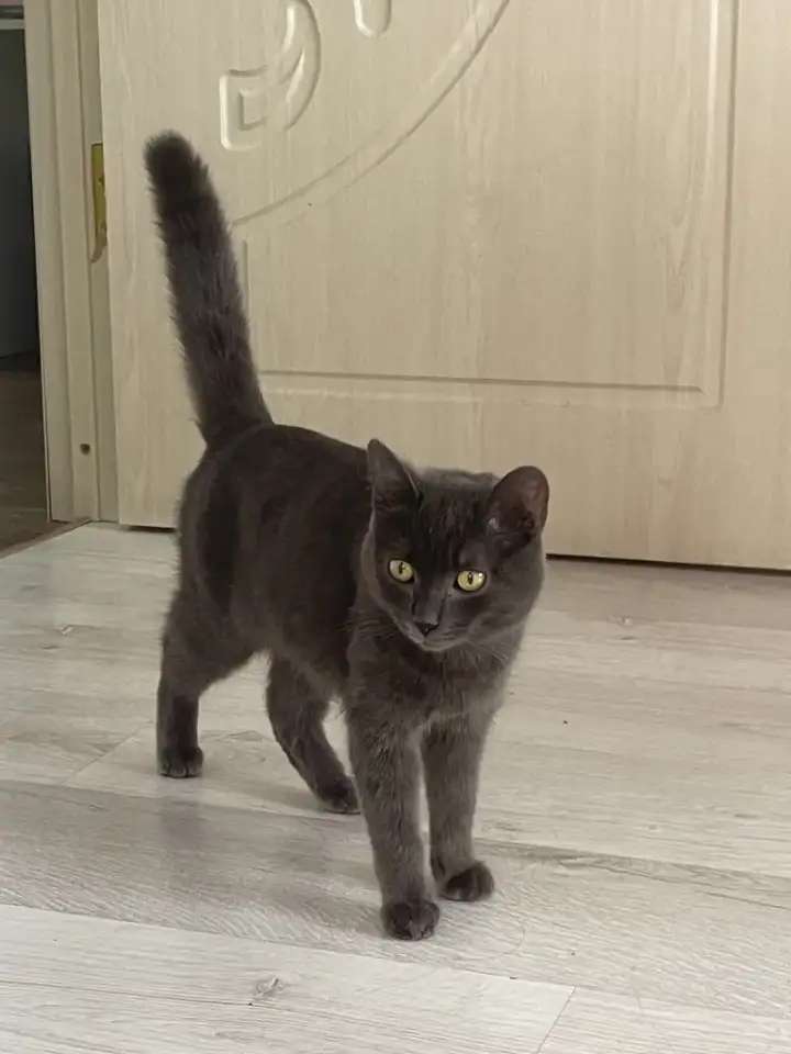 Котенок 6 месяцев