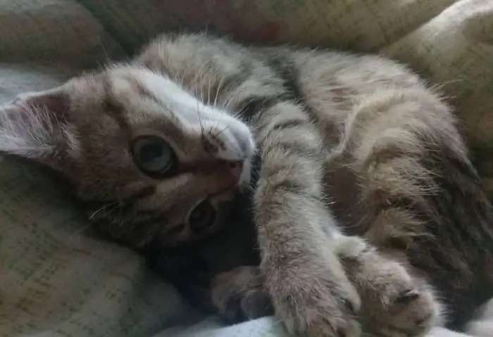 Котята. Ищут дом