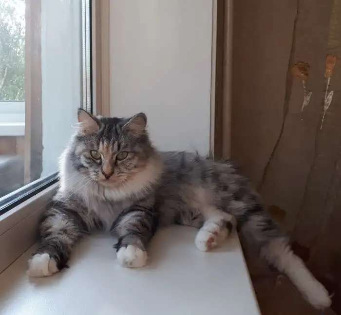 Кошечка Курильского бобтейла
