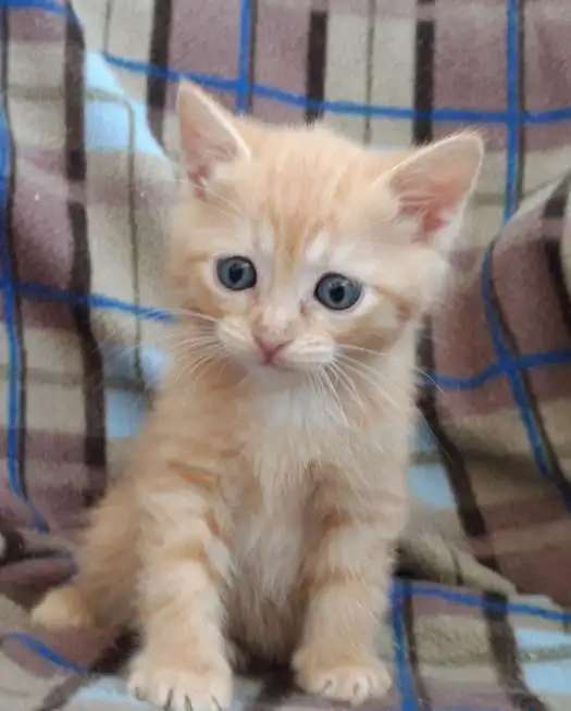 Котята 1,5 мес в добрые руки