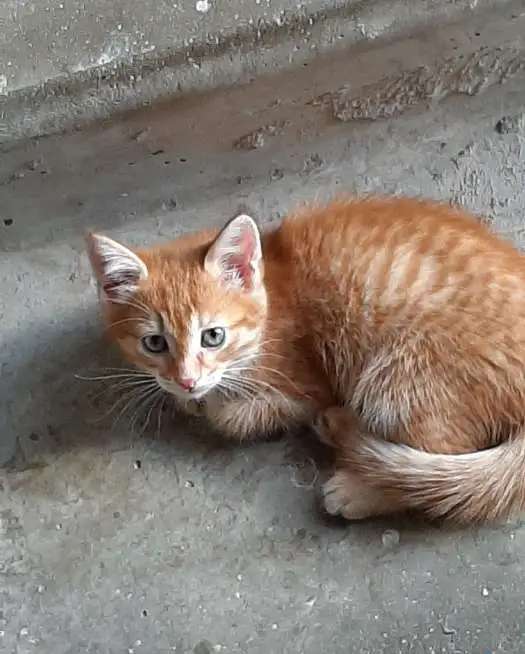 Отдам котенка (Курильский бобтейл) в добрый руки