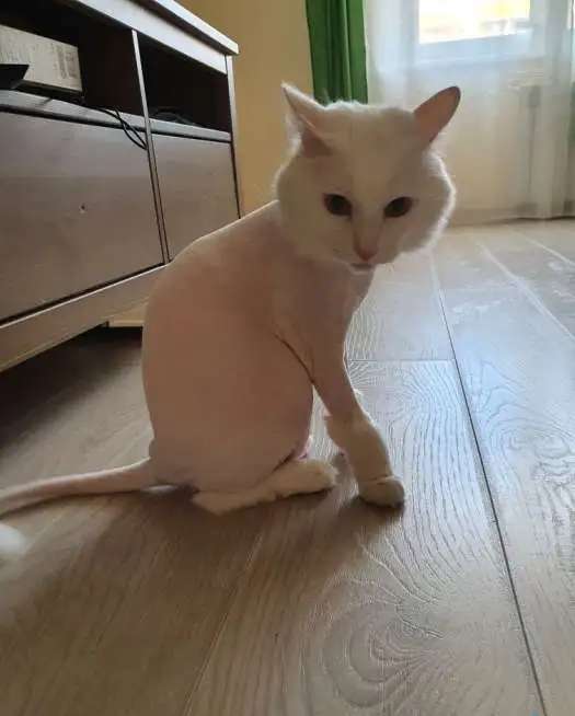 Отдам в хорошие руки