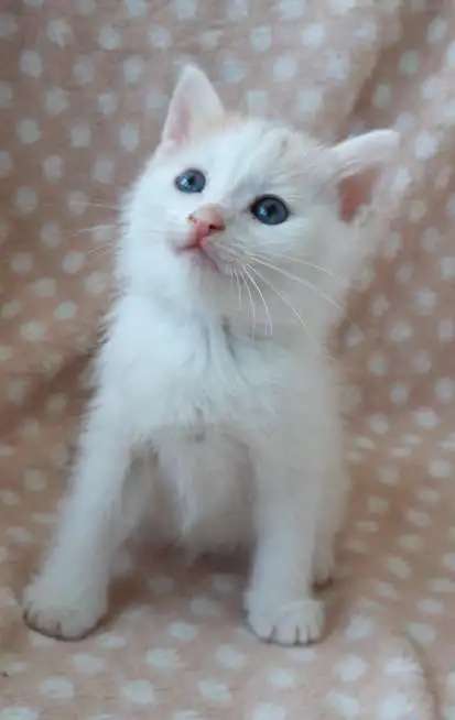 Котята 1,5 мес в добрые руки