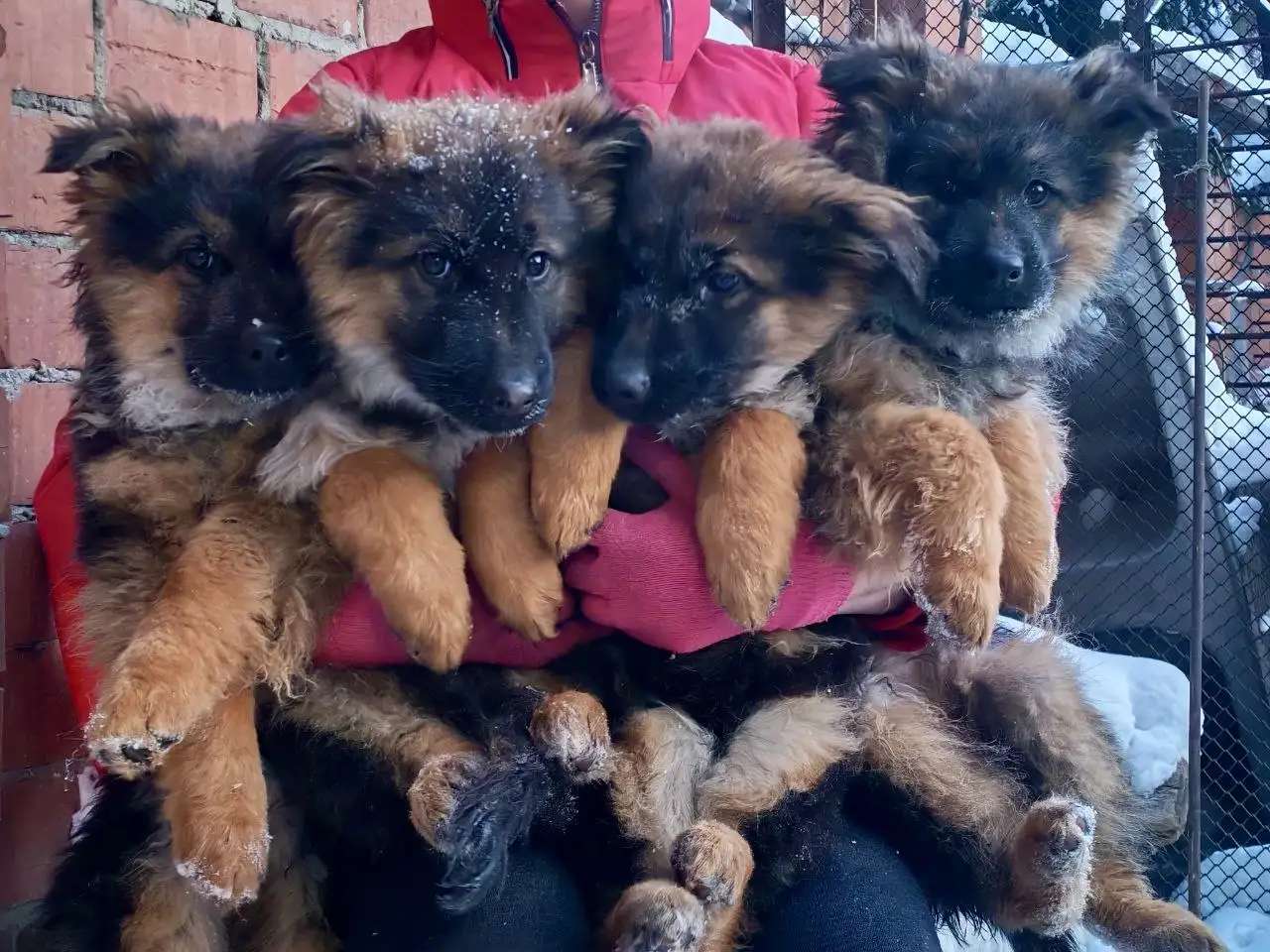 Немецкая овчврка. Щенки в Иркутске