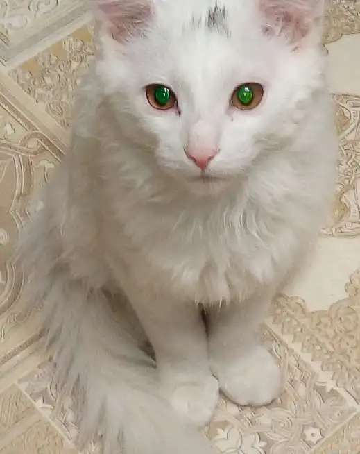 Подарю котят