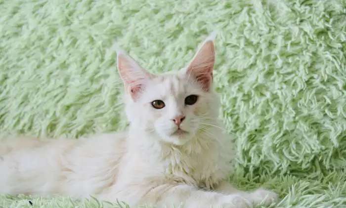 Котята породы мейн-кун в Иркутске!