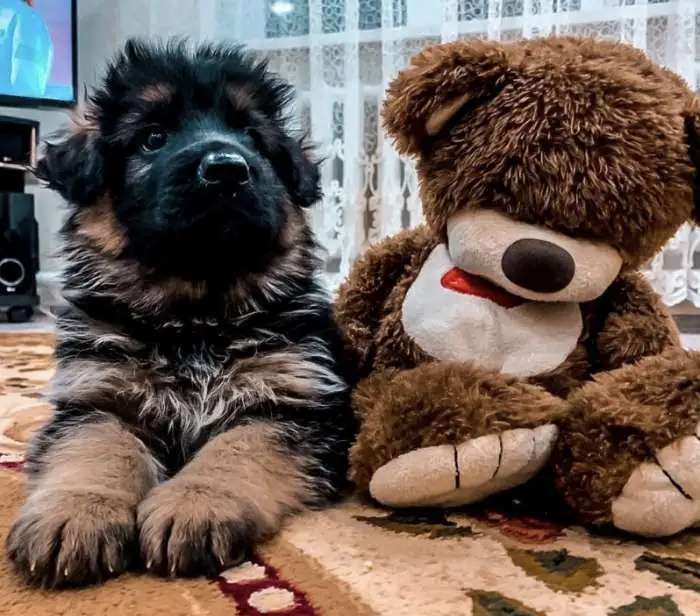 Длинношёрстые щенки немецкой овчарки «шоу класса «