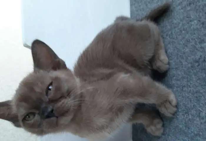 Бурманские котята из питомника