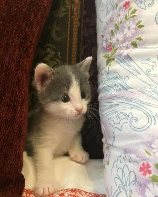 Котята даром