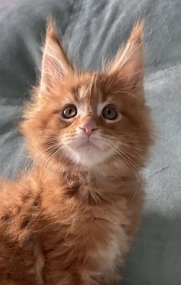 Котята мейн-кун рыжего окраса