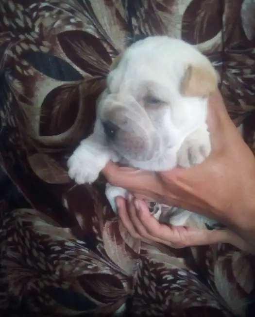 щенки шарпея
