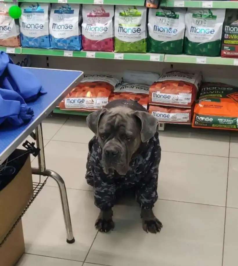 Кане корсо