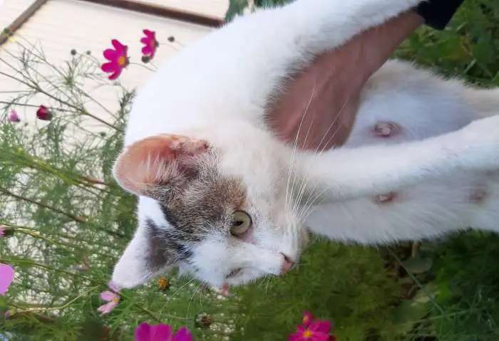 Кошка и её милые котята!