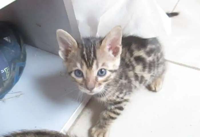 котик бенгал