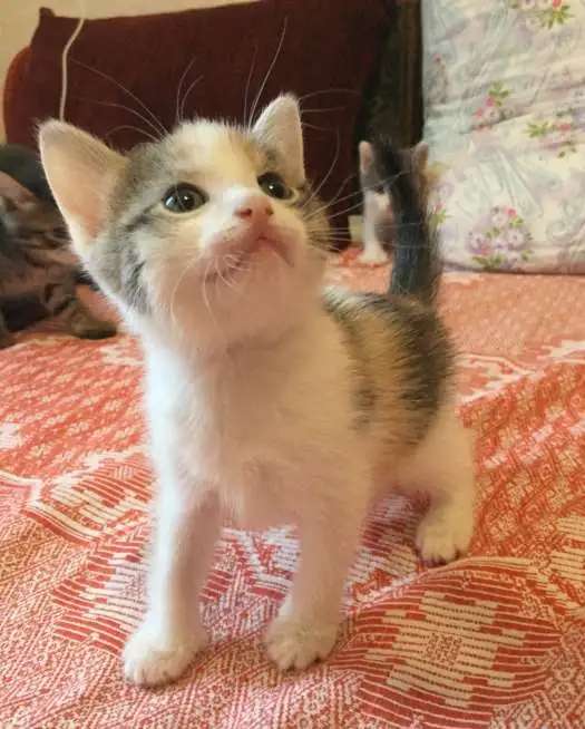 Котята даром
