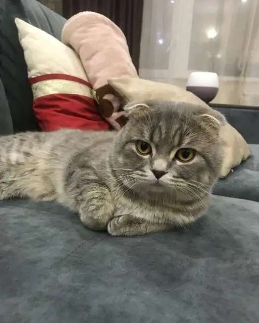 Шотландские вислоухие котята