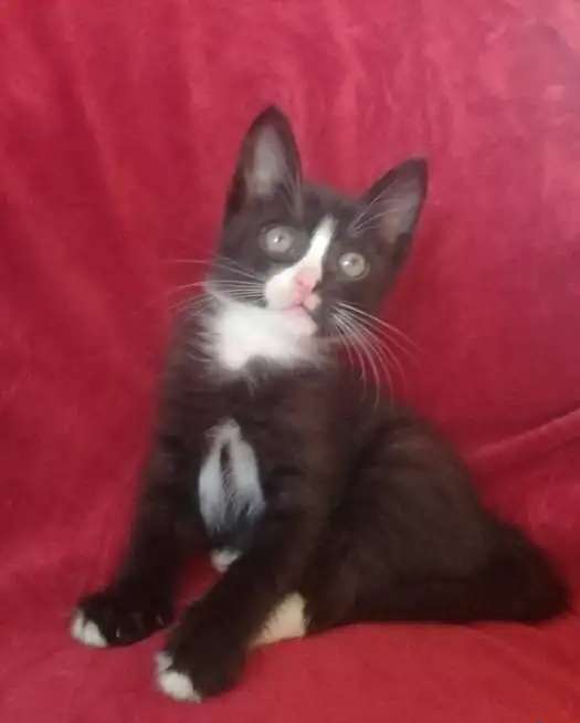 Котята. Ищут дом