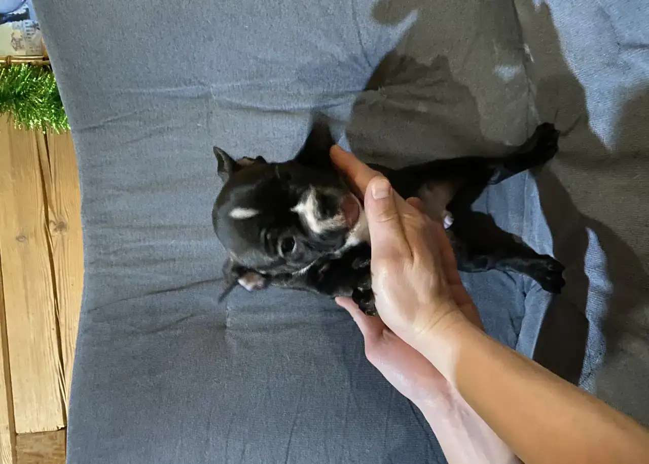 Щенки французского бульдога