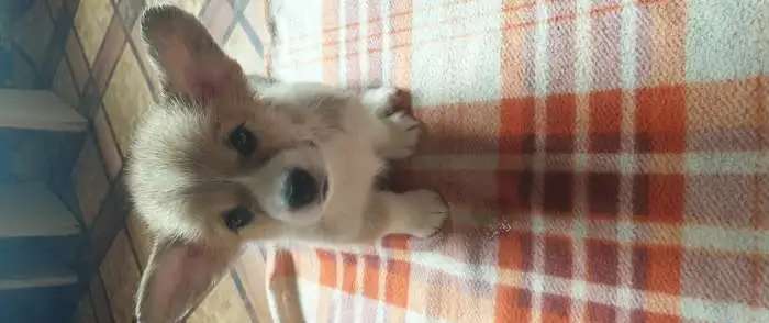 Щенки корги