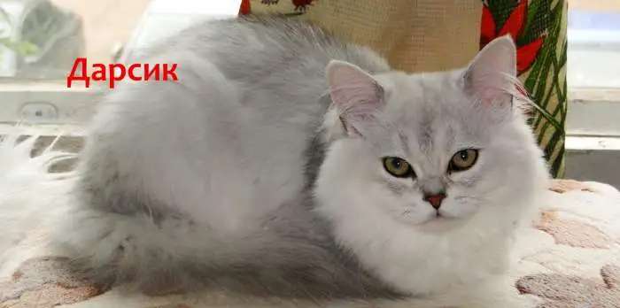 Нежные котята для души