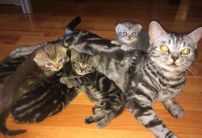 Шотландский котенок