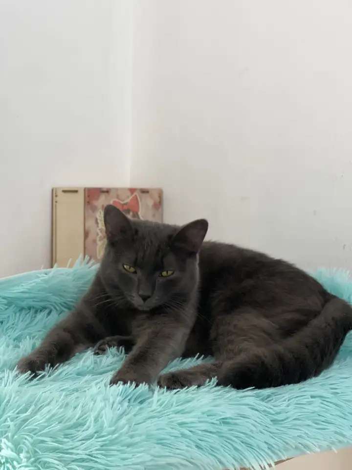 Котенок 6 месяцев