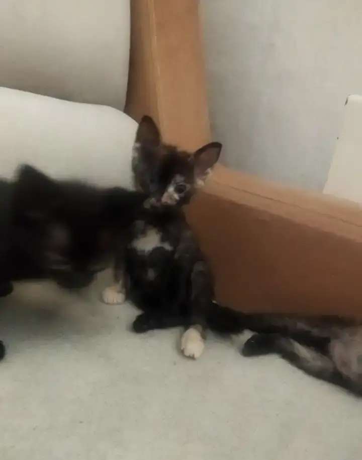 Отдам котят в добрые руки , срочно