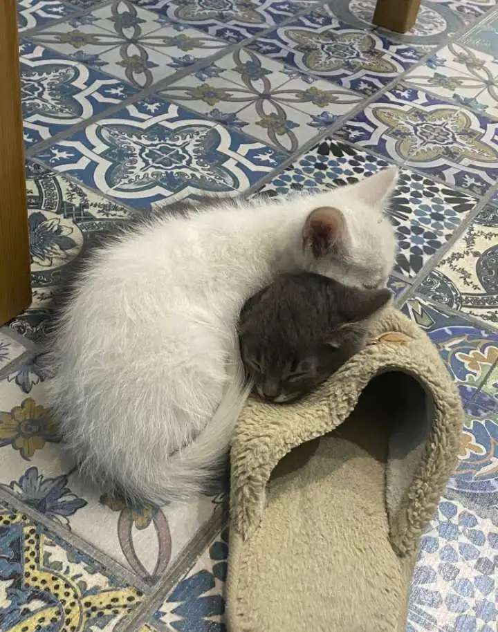 котята в добрые руки бесплатно