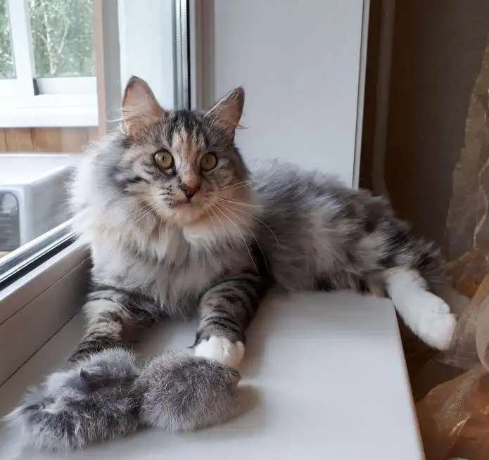 Кошечка Курильского бобтейла