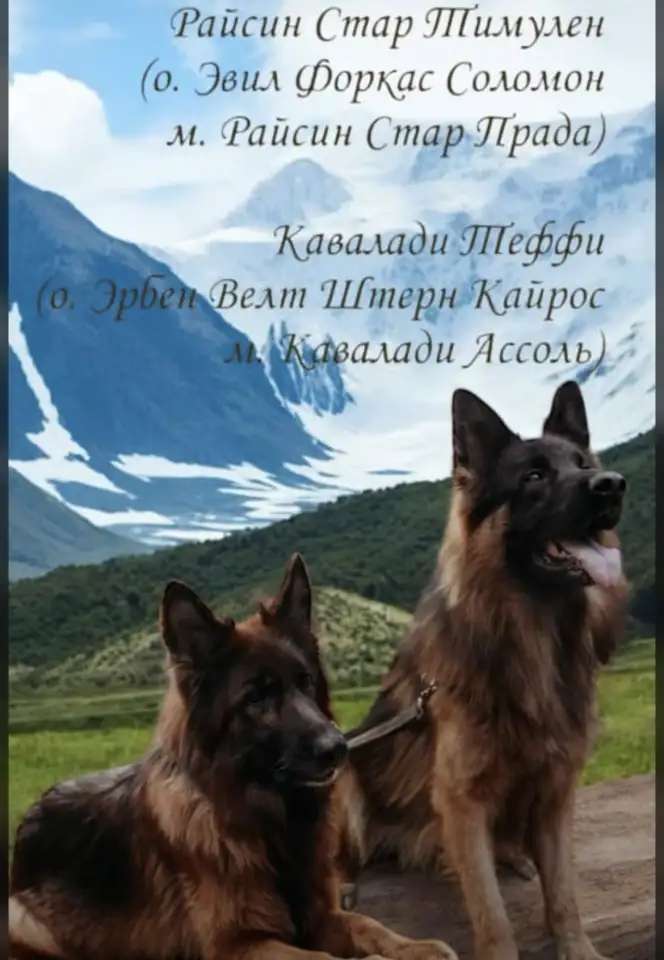 Немецкая овчарка длинношерстная