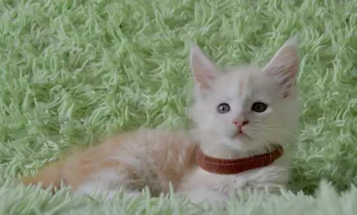 Котята породы мейн-кун разных окрасов!