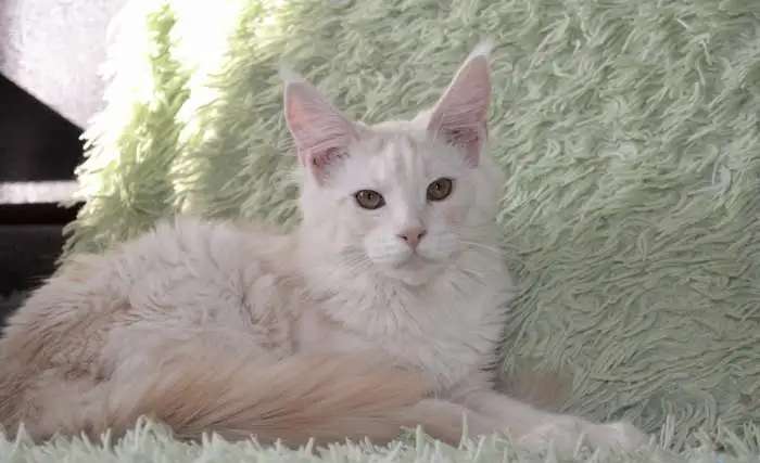 Котята породы майн-кун разных окрасов!