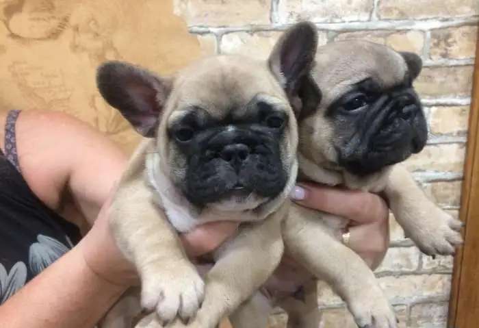 Продам щенков французского бульдога