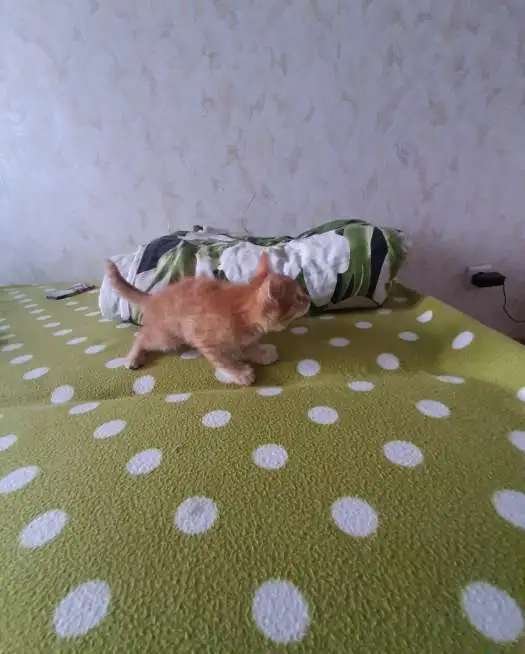 Отдам котенка (Курильский бобтейл) в добрый руки