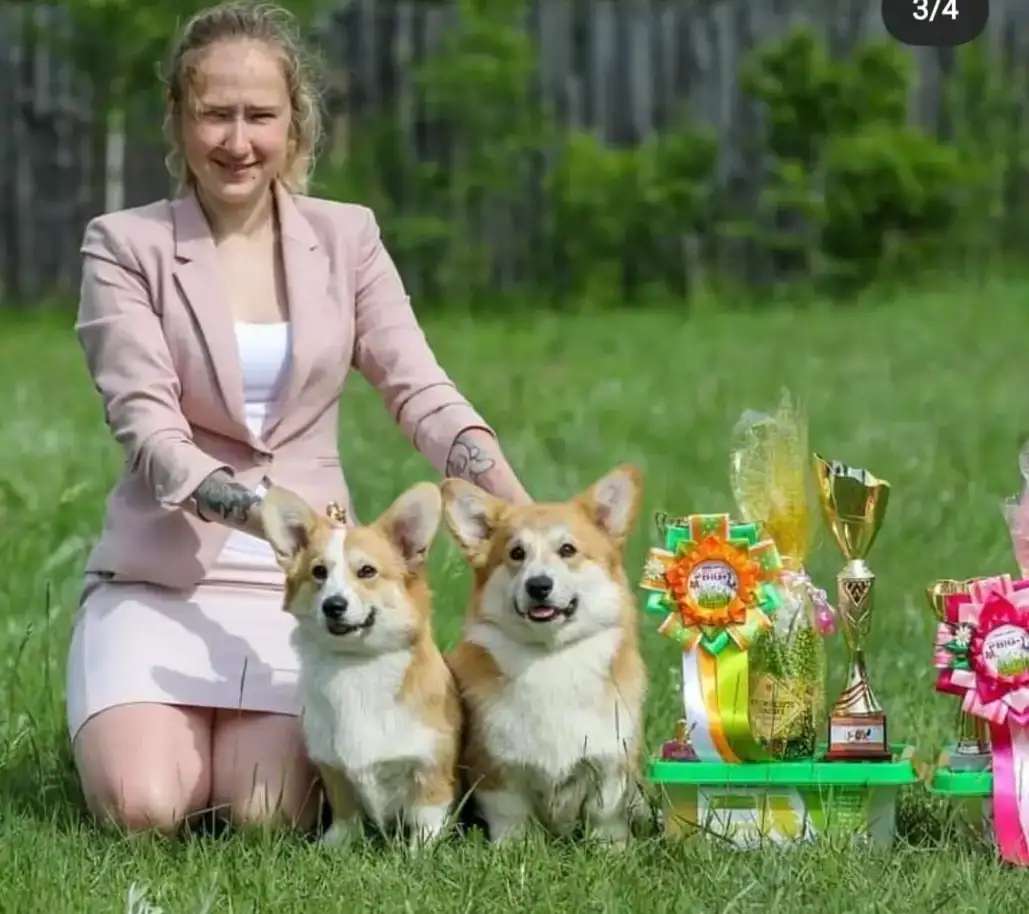 Вельш корги Пемброк