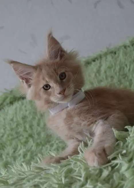 Котята породы мейн-кун в Иркутске!
