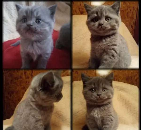 Настоящие шотландцы