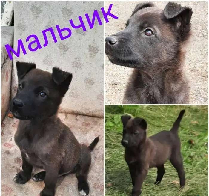 Собака ищет дом