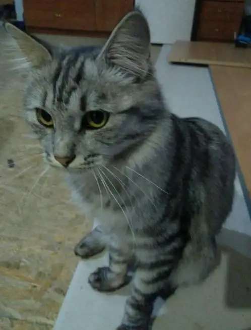 Кот ищёт хозяина