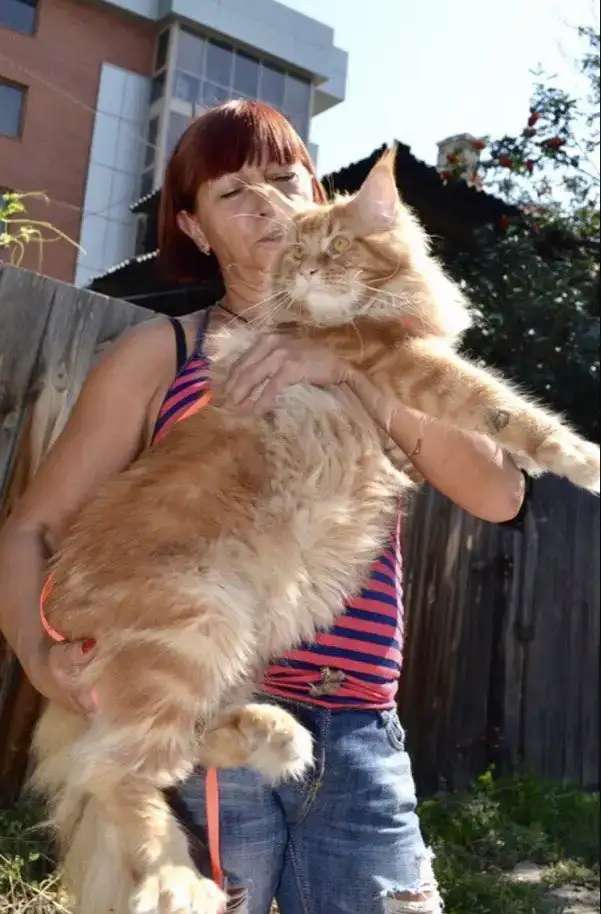 Котята породы мейн-Кун в иркутске