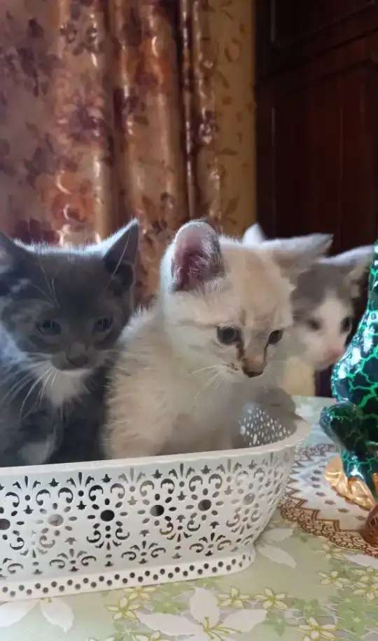 Котята, подкидыши!